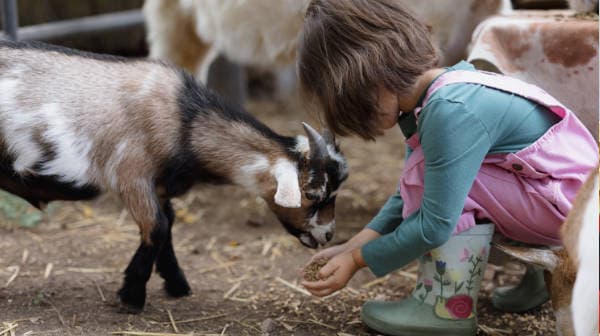 Fostering Empathy in Toddlers with Pet Care: Simple Aussie Ideas