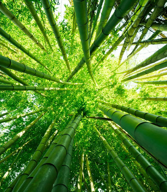 Plastic Vs. Bamboo: Why Bamboo Products Are the Future